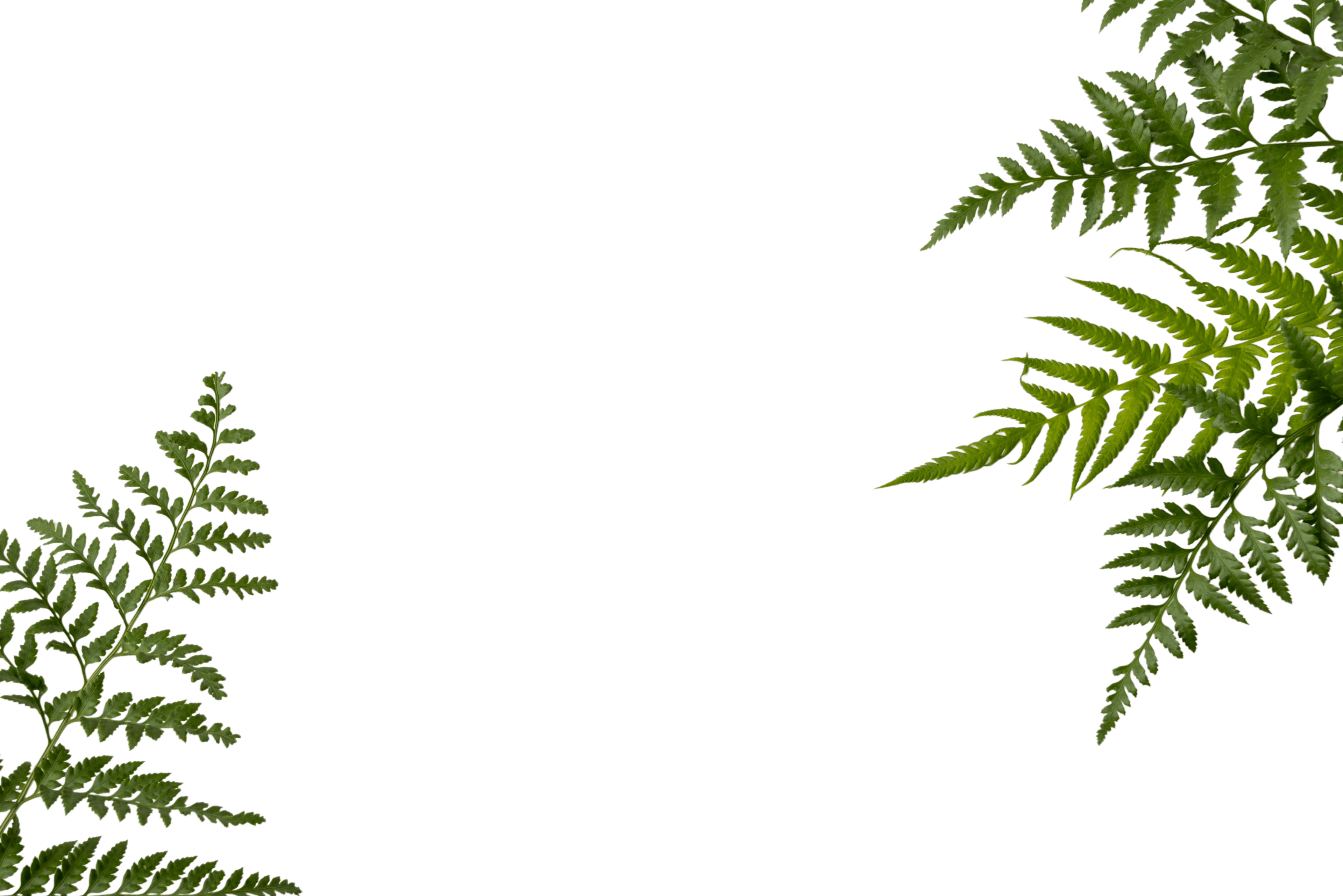 leaves-bg